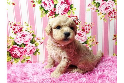 成約済の秋田県のミックス犬-83613の4枚目