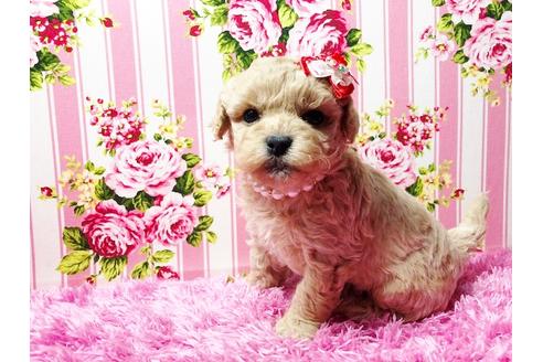 成約済の秋田県のミックス犬-83613の3枚目