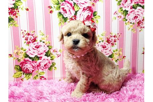 成約済の秋田県のミックス犬-83613の2枚目