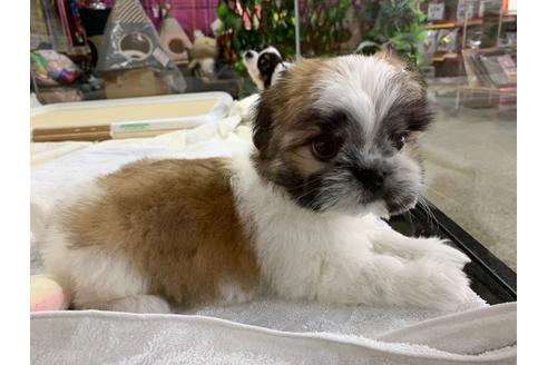 成約済の京都府のミックス犬-83633