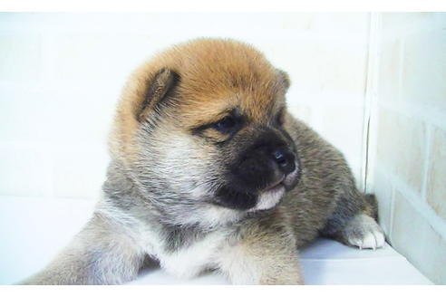 成約済の福岡県の豆柴-82280の11枚目