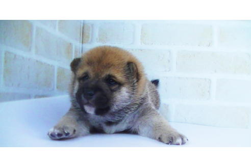 成約済の福岡県の豆柴-82280の10枚目