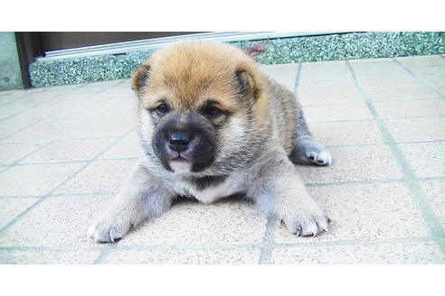 成約済の福岡県の豆柴-82280の9枚目