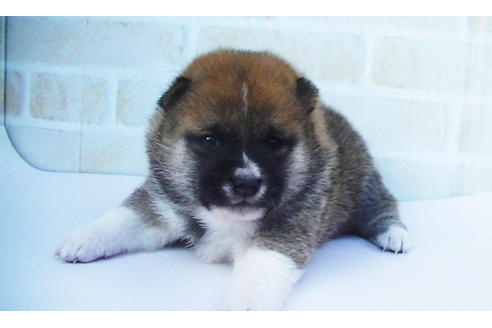 成約済の福岡県の豆柴-82282の11枚目