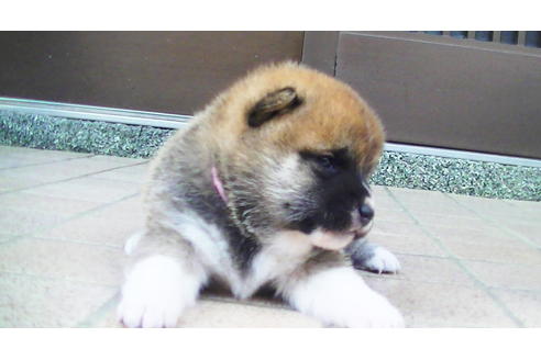 成約済の福岡県の豆柴-82282の10枚目