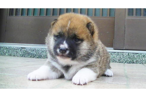 成約済の福岡県の豆柴-82282の9枚目