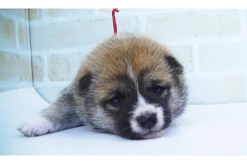 成約済の福岡県の豆柴-82284の11枚目