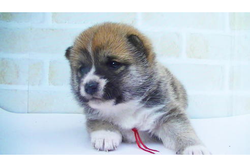 成約済の福岡県の豆柴-82284の10枚目