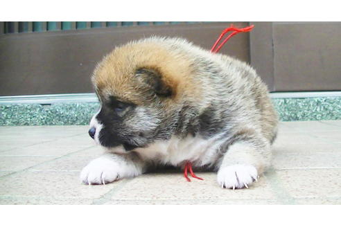 成約済の福岡県の豆柴-82284の9枚目