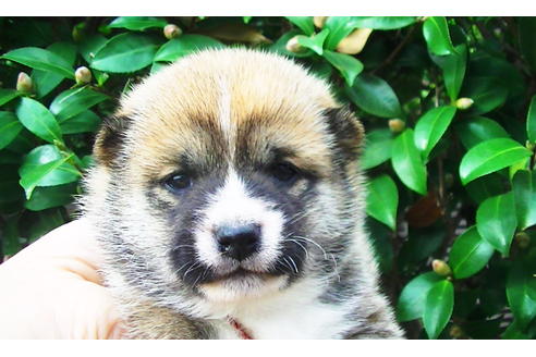 成約済の福岡県の豆柴-82284の8枚目