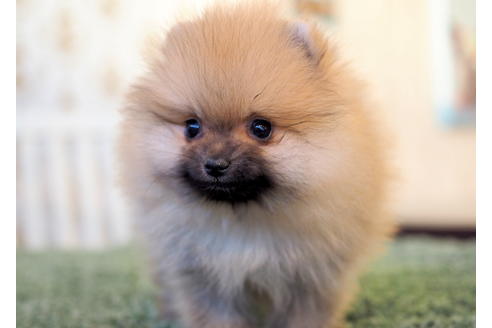 成約済の愛知県のポメラニアン-83654