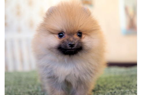 成約済の愛知県のポメラニアン-83654の8枚目