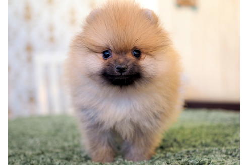 成約済の愛知県のポメラニアン-83654の7枚目