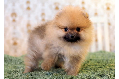 成約済の愛知県のポメラニアン-83654の6枚目