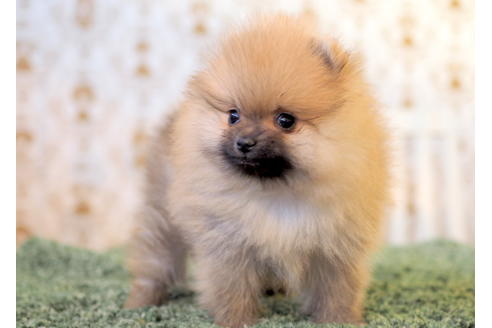 成約済の愛知県のポメラニアン-83654の5枚目