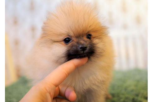 成約済の愛知県のポメラニアン-83654の4枚目