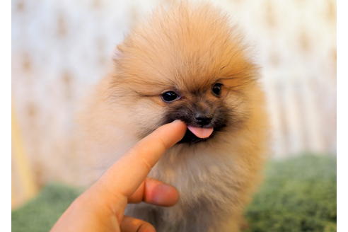 成約済の愛知県のポメラニアン-83654の3枚目