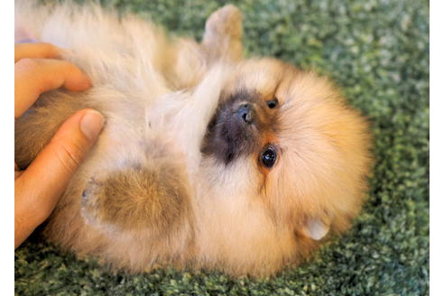 成約済の愛知県のポメラニアン-83654の2枚目