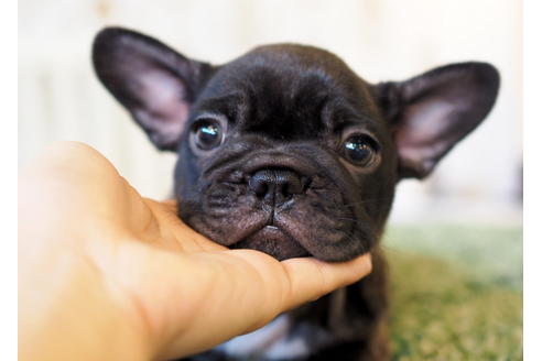 成約済の愛知県のフレンチブルドッグ-83655の1枚目