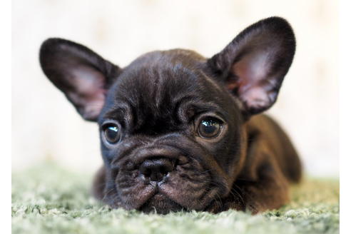 成約済の愛知県のフレンチブルドッグ-83655の6枚目