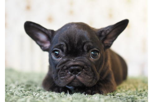 成約済の愛知県のフレンチブルドッグ-83655の5枚目