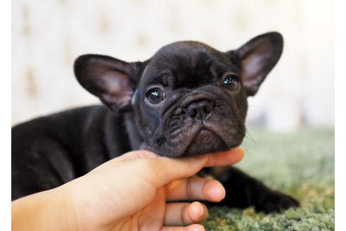 成約済の愛知県のフレンチブルドッグ-83655の4枚目