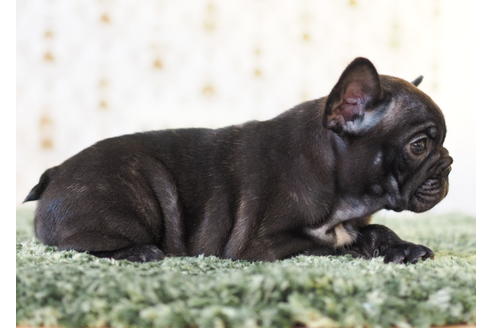 成約済の愛知県のフレンチブルドッグ-83655の3枚目