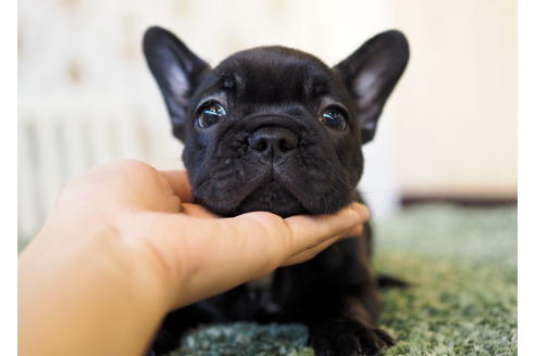 成約済の愛知県のフレンチブルドッグ-83656の1枚目