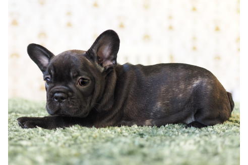 成約済の愛知県のフレンチブルドッグ-83656の6枚目