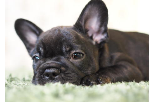 成約済の愛知県のフレンチブルドッグ-83656の4枚目