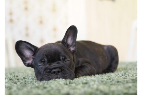 成約済の愛知県のフレンチブルドッグ-83656の2枚目
