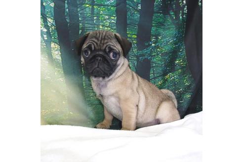 成約済の茨城県のパグ-83658の5枚目