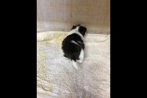 成約済の愛知県のシーズー-83675の5枚目