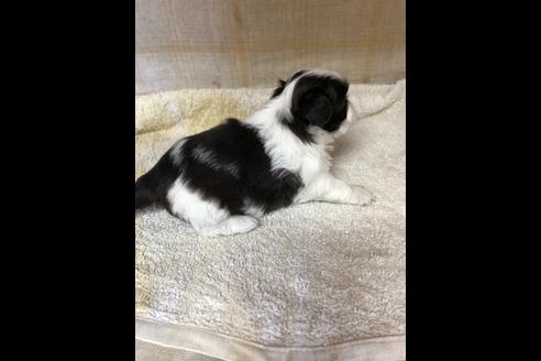 成約済の愛知県のシーズー-83675の3枚目