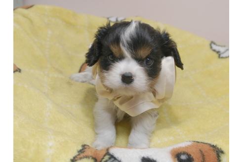 成約済の埼玉県のキャバリアキングチャールズスパニエル-83691の20枚目