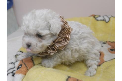 成約済の埼玉県のマルチーズ-83693の7枚目