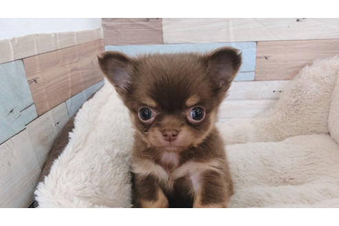 成約済の福岡県のチワワ(ロングコート)-83708の1枚目