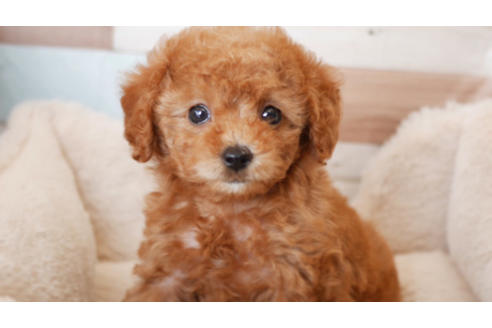 成約済の福岡県のトイプードル-83709の1枚目