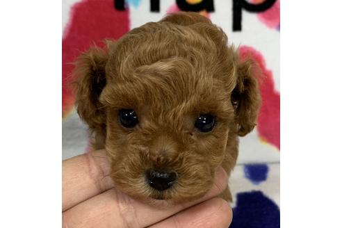 成約済の静岡県のタイニープードル-83716の1枚目