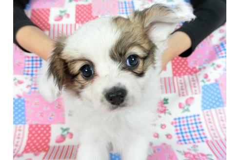 成約済の千葉県のパピヨン-82848の8枚目