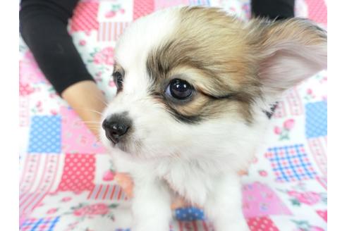 成約済の千葉県のパピヨン-82848の7枚目