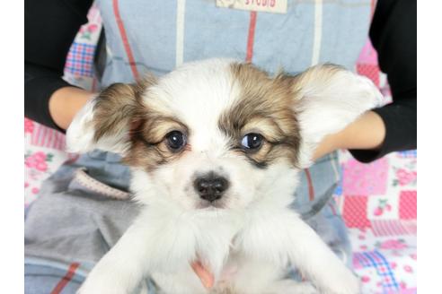 成約済の千葉県のパピヨン-82848の6枚目