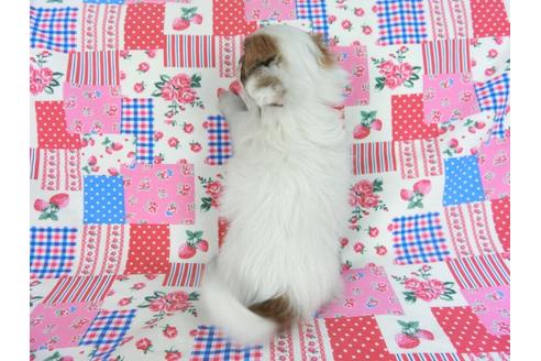 成約済の千葉県のパピヨン-82848の5枚目