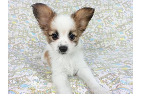 成約済の千葉県のパピヨン-83351の4枚目