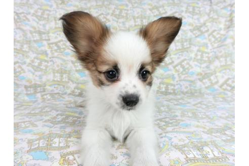 成約済の千葉県のパピヨン-83351の3枚目