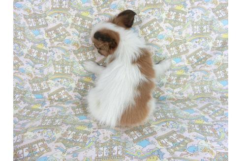 成約済の千葉県のパピヨン-83351の2枚目