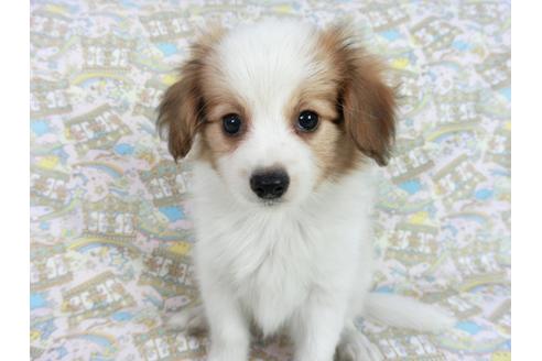 成約済の千葉県のパピヨン-83355の8枚目