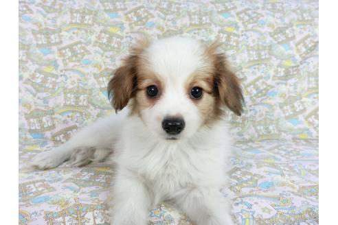 成約済の千葉県のパピヨン-83355の7枚目