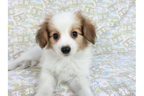 成約済の千葉県のパピヨン-83355の6枚目