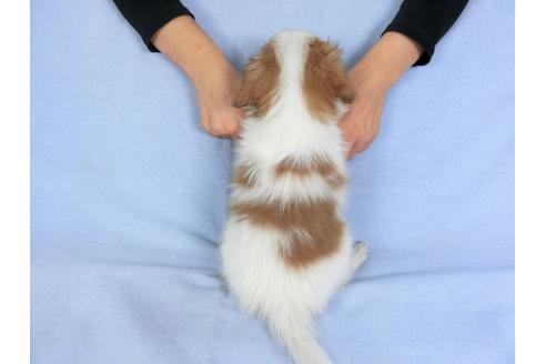 成約済の千葉県のパピヨン-83355の5枚目